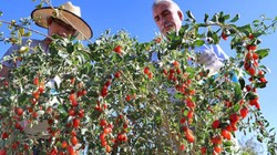 Küçücük Saksıda Bile Yetişiyor, 1 Avuç Toprak Yetiyor: 6 Ay Hasat Ediliyor: Faydasını Duyan Vazgeçemiyor