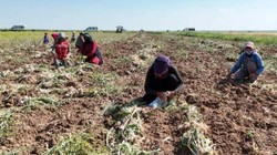 Aksaray’da Hasat Başladı! Rusya, Almanya ve İspanya Kapış Kapış Alıyor