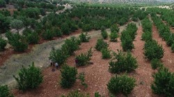 Mardin'de Tadımlık İçin Dikti Şimdi Hasada Yetişemiyorlar! 81 İle Kasa Kasa Gidiyor