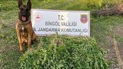 Bingöl'de 14 Bin 933 Kök Kenevir Ele Geçirildi