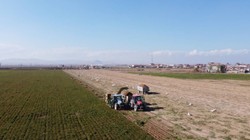 Konya'da Hasat Sezonu Başladı! Türkiye'nin Yüzde 72’sini Tek Başına Karşılıyor
