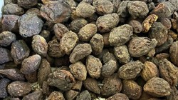 Yaşı 100 Kurusu Bin Liraya Satılıyor! Üretici İçin Altın Değerinde