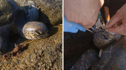 Caretta Caretta Ölümden Döndü: Misina Tehlikesi Son Anda Önlendi
