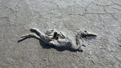 Flamingoların Cennetinde Kuraklık Kabusu: 2 Bin Yavru Flamingo Öldü