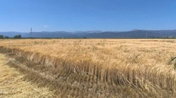 Konya Seydişehir'de Hasat Sezonu Başladı