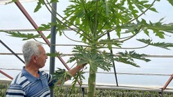 Meleklerin Meyvesi Diye Biliniyor: Sarısı Meyve, Yeşili Sebze Diye Satılıyor! Tanesi 100 Liraya Alıcı Buluyor