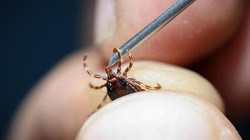 Sessiz Tehlike Büyüyor! Bir Hafta, Üç İl, Dört Ölüm…