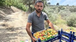 Arsuz'da Bereketli Hasat Başladı! Kilosu 50 Liradan Satılıyor