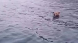 Barajda Yüzen Ayı Görüntülendi