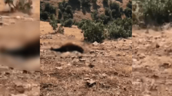 Batman'daki At Ölümleri Artıyor