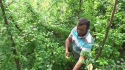 Silifke'de Hasat Başladı! Kilosu 7 Bin 600 Lira Birden Düştü, Tüm Dünya Kapış Kapış Alıyor