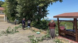 Riskli Hasat Başladı: Canla Başla Toplanıyor, Kilosu 3 Bin TL'ye Satılıyor: 1 Kere Eken Bütün Yıl Parasını Yiyor