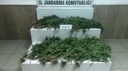 Gaziantep’te Jandarma Operasyonu: 403 Kök Kenevir Ele Geçirildi