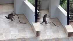 Yılana Kafa Tutan Kedi, Sosyal Medyada Gündem Oldu