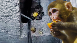 Maymun Firarda, Komşular İsyanda: Muzları Yiyor, Tuzağa Düşmüyor! 1 Aydır Yakalanamadı