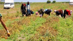 Hasat Başladı Tarlada Ürün 3 Liraya Düştü! Adanalı Üretici Zararda