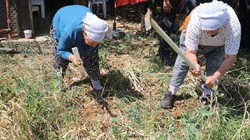 Beyaz Altını Hasat Eden Köşeyi Dönüyor: Sadece 6 Kişi Ekiyor, Her Poşeti Para Basıyor