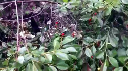 Kağızman’da Dolu ve Sağanak Hayatı Felç Etti