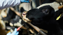 Türkiye'de 'Şap' Alarmı! İnsana Bulaşır mı, Kırmızı Ette Tehlike Var mı? Bakan Açıkladı