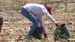 Kırmızı Altının Hasadı Başladı: Tarladan Kasa Kasa Toplanıyor, Avrupa'ya Poşet Poşet Satılıyor