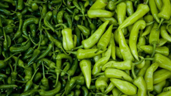 Türkiye'nin Gönderdiği Biberler Apar Topar İmha Edildi