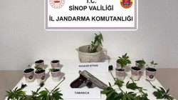 Sinop’ta Kenevir Operasyonu: 4 Kişiye Adli İşlem