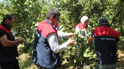 Düzce'de Fındık Rekolte Tespiti Sürüyor