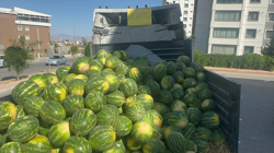 Duyan Akın Etti! 30 Ton Tane Dağıtıldı… Hepsi Ücretsiz