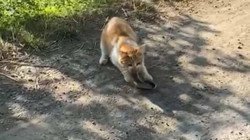 Kedinin Yılanı Avladığı Anlar Kamerada