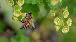 Arı Sokması Can Aldı