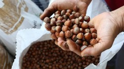 Ne Ordu Ne Giresun: Karadeniz’de En Çok Fındık Üreten Şehir Belli Oldu