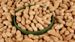 Türk Fıstığında Aflatoksin Alarmı: Ürünler İmha Edilecek