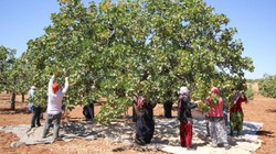 Yılın İlk Hasadı Coşkuyla Yapıldı! Kilosu Altınla Yarışıyor