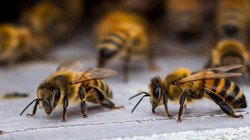 Bilim Kurgu Gerçek Oldu! Arıları 'Casus'a Dönüştürdüler