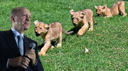 Cumhurbaşkanı Erdoğan'ın Yavru Aslanlarına İsim Aranıyor
