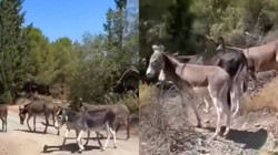 Datça'dan Güzel Haber: Toplatılan Yaban Eşekleri Artık Özgür...