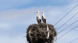 Leylekler Neden Afrika'dan Göç Edip Türkiye'de Yuva Yapıyor? Yaren Leylek İşte Bu Yüzden Geliyormuş