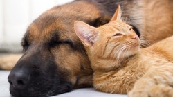 Kedi ve Köpekler Beyni Koruyor! Yeni Bilimsel Araştırma Şoke Etti