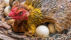Gurk Tavuk Nedir? Gurk Olmak ne Anlama Gelir?