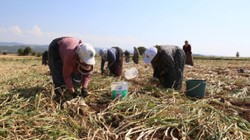 Sıfır Masrafla Günde 1.200 TL Kazanıyorlar: Tatile Gider Gibi İşe Gidiyorlar, 37 Derece Sıcakta Çalışıyorlar