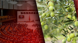 Zeytinliklerin Kaderi Meclis’te Çiziliyor! Tepki Çeken Karar İçin İlk Adım