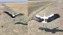 Yaralı Leylek Sağlığına Kavuştu, Burdur Gölü'ne Kanat Çırptı