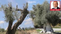 Zeytinlik Düzenlemesi Meclis’te: Taşınan Her Ağaç İçin İki Katı Fidan Şartı