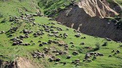 Maden Yasası Meraları Da Bitirecek