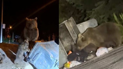 Uludağ’da Aç Kalan Ayılar Çöplere Dadandı