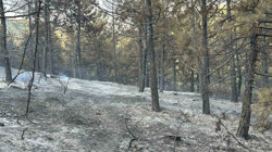 Dün Başlamıştı! Uşak'taki Orman Yangını Söndürüldü