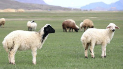 Ekmek Yiyen 21 Koyun Yaşamını Yitirdi