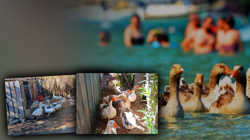 Kümese Hapsedilen Kazlara Şartlı Tahliye! Denize Girdikleri İçin CİMER'e Şikayet Edilmişlerdi