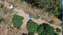 Manisa'da Jandarmadan Büyük Uyuşturucu Operasyonu