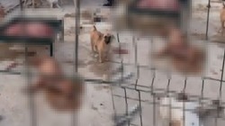 Vahşetin Adresi Bu Kez Suruç! Belediye Barınağında Köpek Katliamı: Görüntüler Kan Dondurdu